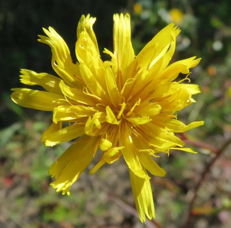 Édes keserűgyökér - Picris hieracioides , Picris hieracioides ssp. hieracioides, etnobotanika